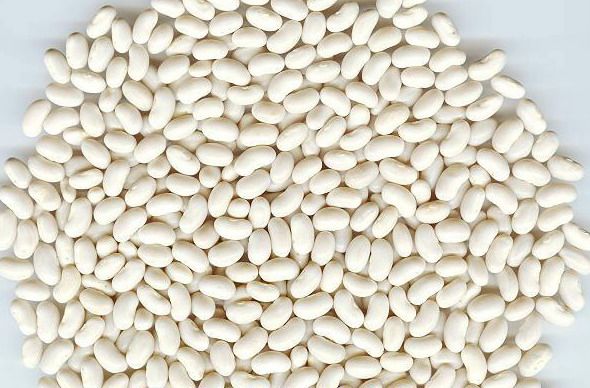 5 Gallon SP Bean Small White 36 lbs (Store Pickup Only) - BeReadyFoods.com