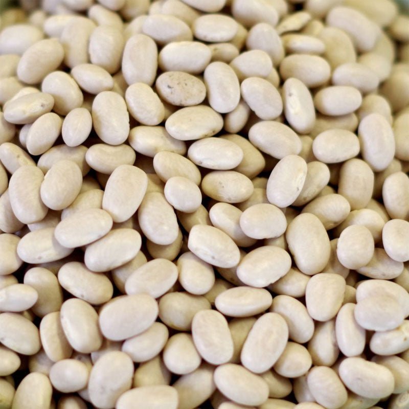 5 Gallon SP Bean Small White 36 lbs (Store Pickup Only) - BeReadyFoods.com