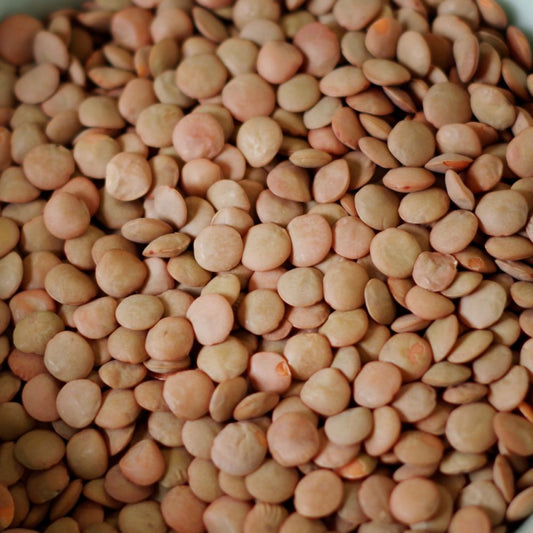 5 Gallon SP Lentils 36 lbs (Store Pickup Only) - BeReadyFoods.com
