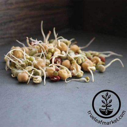 Sprouting Seeds Non-GMO Organic Protein Powerhouse 2.5 lbs - BeReadyFoods.com