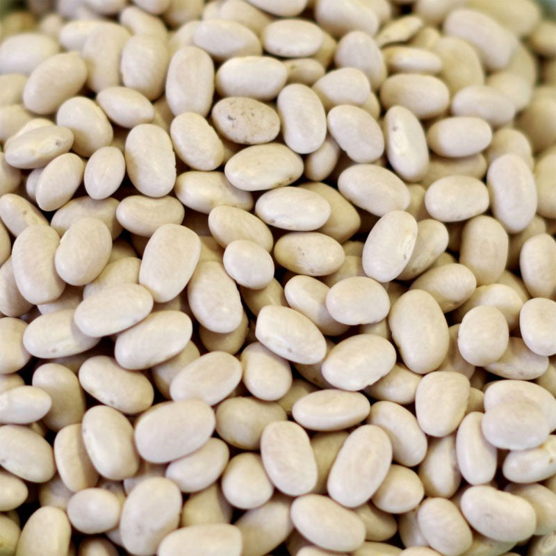 5 Gallon SP Bean Small White 36 lbs (Store Pickup Only) BeReadyFoods.com