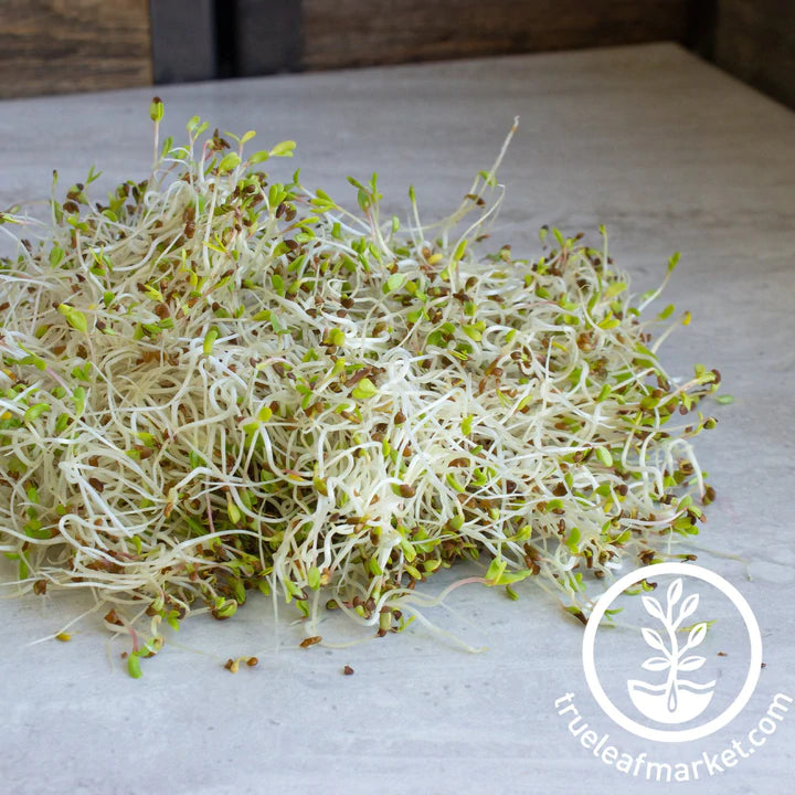 Sprouting Seeds Organic Alfalfa 16 oz True Leaf